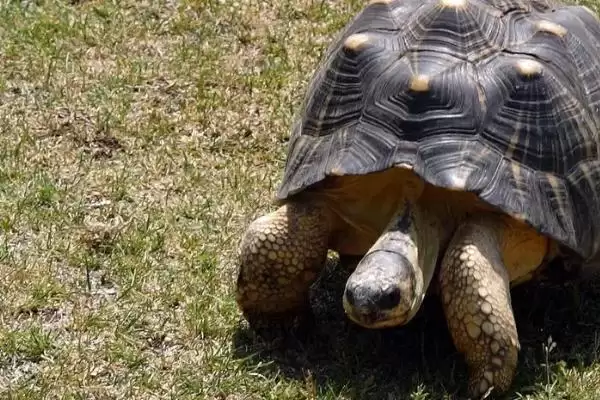 乌龟不吃龟粮的原因？探究乌龟不吃龟粮原因要考虑哪些乌龟习性、健康和食物因素？插图1