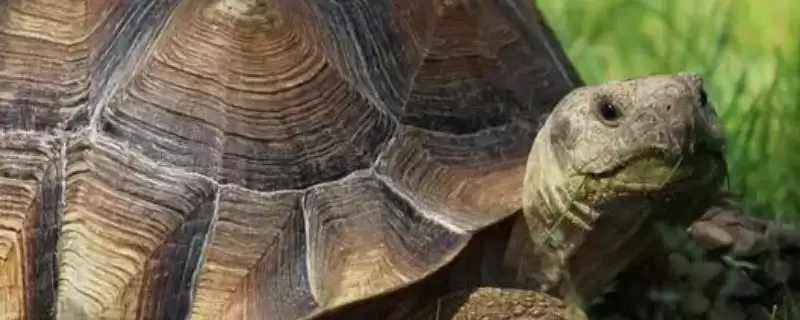 乌龟无水生存状况的要点和分析？分析乌龟无水生存需注意什么？-会东网