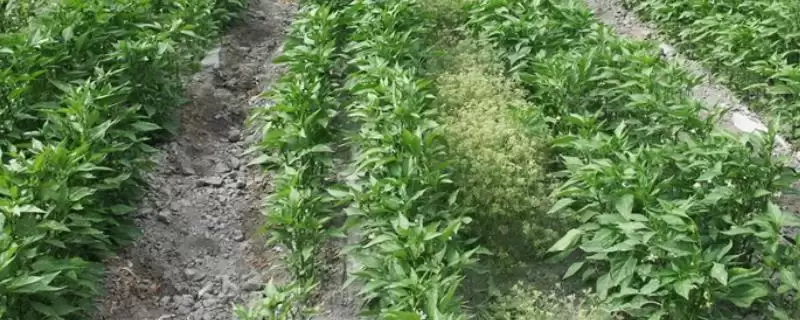 青椒种植方法全解：种子播种前晾晒1-2天的关键作用-会东网