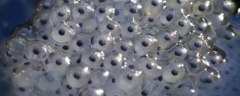 青蛙的卵裂方式解析：有丝分裂的过程及意义-会东网