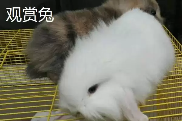 养殖兔子的方法和重点?养殖兔子要做好哪些细节?插图10 养殖兔子的方法和重点?养殖兔子要做好哪些细节?插图10