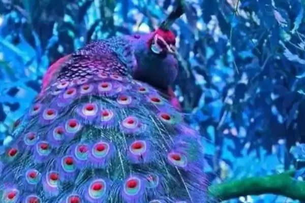 特色养殖项目有哪些?探索特色养殖项目要分析哪些市场需求和养殖技术要点?插图3 特色养殖项目有哪些?探索特色养殖项目要分析哪些市场需求和养殖技术要点?插图3