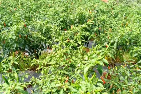 小米椒种植的方法和要点？种植小米椒要掌握哪些关键技术步骤？插图3