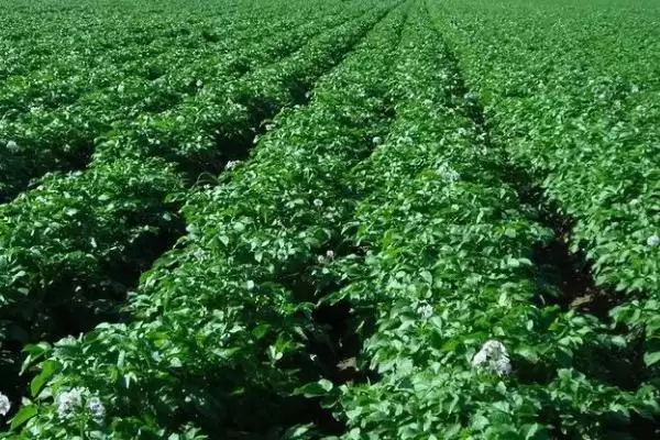 马铃薯的追肥时间是什么时候 ,马铃薯幼苗期需追什么肥插图3