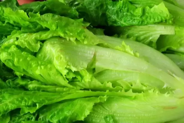 四季可种的蔬菜有哪些?选择四季可种蔬菜要考虑哪些生长习性和环境适应性?插图3 四季可种的蔬菜有哪些?选择四季可种蔬菜要考虑哪些生长习性和环境适应性?插图3