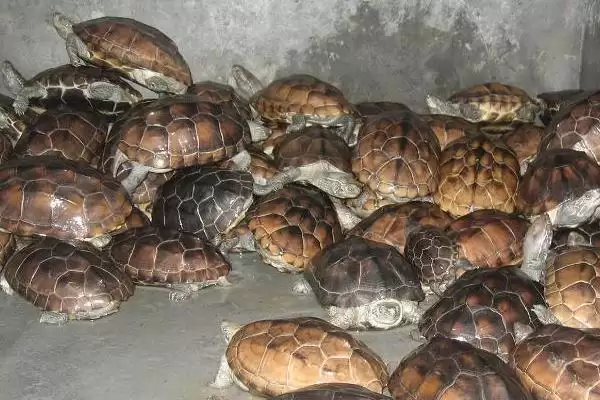 乌龟水霉病防治方法的要点和措施？防治乌龟水霉病需注意什么？插图3