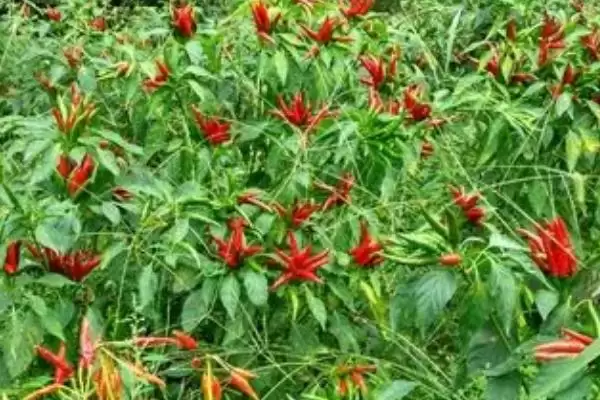 小米辣栽培的技术和要点?栽培小米辣需掌握哪些关键技术环节?插图2 小米辣栽培的技术和要点?栽培小米辣需掌握哪些关键技术环节?插图2