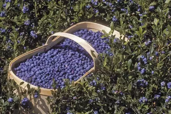 蓝莓价格昂贵的原因 ,蓝莓价格贵是因进口品种多吗?插图4 蓝莓价格昂贵的原因 ,蓝莓价格贵是因进口品种多吗?插图4