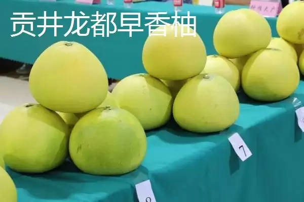 四川省自贡市的特产?了解四川省自贡市特产要掌握哪些具有代表性的物产?插图8 四川省自贡市的特产?了解四川省自贡市特产要掌握哪些具有代表性的物产?插图8