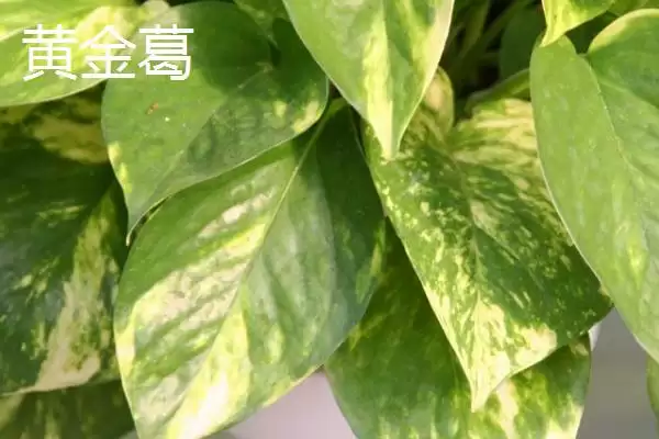 绿萝有哪些常见的品种 ,绿萝的品种有哪些可介绍插图6 绿萝有哪些常见的品种 ,绿萝的品种有哪些可介绍插图6