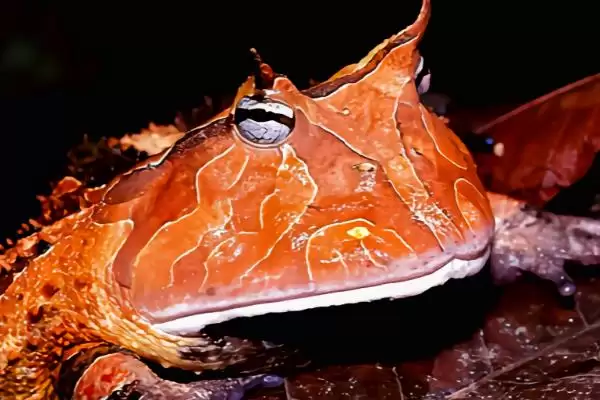 角蛙的饲养方法 ,饲养角蛙需要注意哪些方面插图10