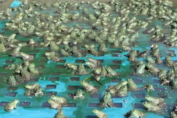 牛蛙的前世今生:原产于北美洲的两栖明星插图3 牛蛙的前世今生:原产于北美洲的两栖明星插图3