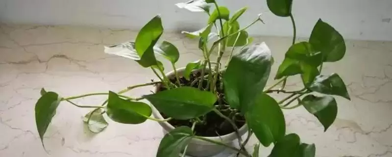 绿萝有哪些常见的品种 ,绿萝的品种有哪些可介绍插图 绿萝有哪些常见的品种 ,绿萝的品种有哪些可介绍插图