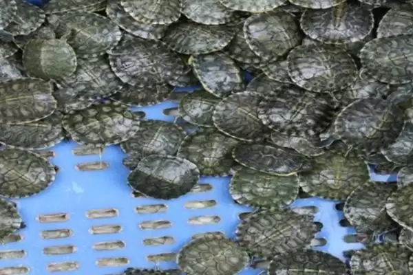 乌龟水霉病防治方法的要点和措施？防治乌龟水霉病需注意什么？插图2