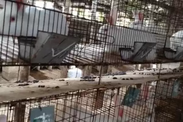 分析养殖兔子前景的方法和重点？分析养殖兔子前景要做好哪些细节？插图2