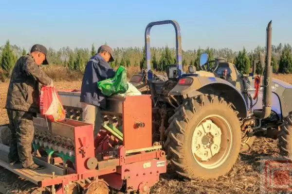 小麦选种的技巧和要点？小麦选种需掌握哪些关键方法？插图3