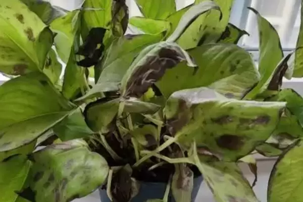 绿萝叶片发黑如何处理好 ,绿萝叶片发黑怎样应对插图1 绿萝叶片发黑如何处理好 ,绿萝叶片发黑怎样应对插图1