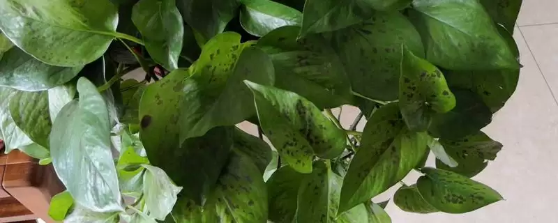 绿萝叶片发黑如何处理好 ,绿萝叶片发黑怎样应对-会东网