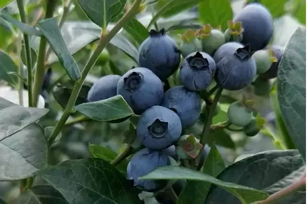 蓝莓中的佼佼者:杜克蓝莓、美登蓝莓又甜又大又早熟插图5 蓝莓中的佼佼者:杜克蓝莓、美登蓝莓又甜又大又早熟插图5