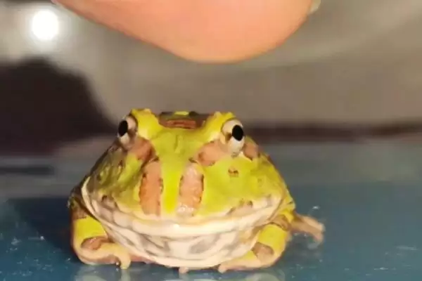 角蛙的饲养方法 ,饲养角蛙需要注意哪些方面插图6