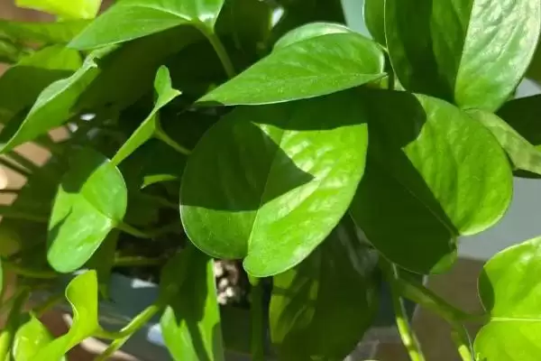 绿萝可以用啤酒浇灌吗 ,绿萝用啤酒浇灌要注意什么插图3 绿萝可以用啤酒浇灌吗 ,绿萝用啤酒浇灌要注意什么插图3