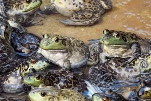 牛蛙与癞蛤蟆的区别大揭秘:不是同一物种的真相插图3 牛蛙与癞蛤蟆的区别大揭秘:不是同一物种的真相插图3