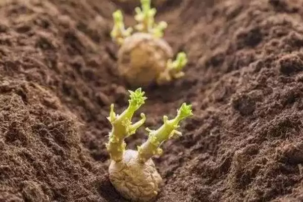 秋土豆种植方法全解：钾肥或草木灰施肥的作用插图3