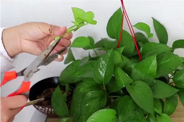 什么是绿萝?认识绿萝要了解哪些关键的植物形态和养护要点?插图5 什么是绿萝?认识绿萝要了解哪些关键的植物形态和养护要点?插图5