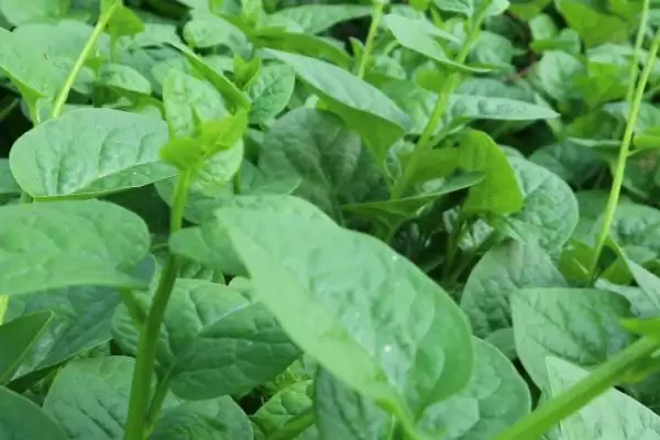 夏日蔬菜种植优选：豇豆、南瓜、丝瓜的清凉栽培法插图11