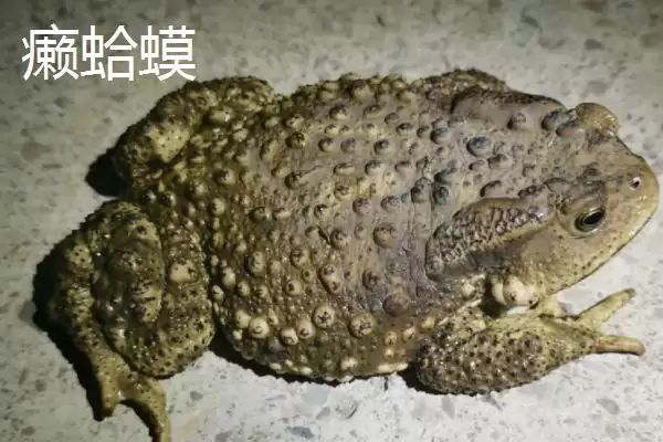 牛蛙与癞蛤蟆的区别大揭秘:不是同一物种的真相插图2 牛蛙与癞蛤蟆的区别大揭秘:不是同一物种的真相插图2