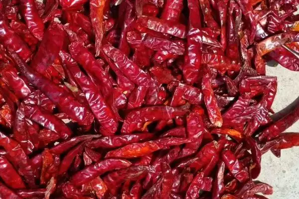 认识印度椒分类的方法和重点?认识印度椒分类要做好哪些细节?插图1 认识印度椒分类的方法和重点?认识印度椒分类要做好哪些细节?插图1