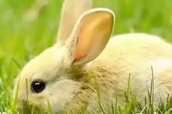 兔子患有肠胃炎的症状?了解兔子肠胃炎症状要知晓哪些疾病表现和判断要点?插图2 兔子患有肠胃炎的症状?了解兔子肠胃炎症状要知晓哪些疾病表现和判断要点?插图2