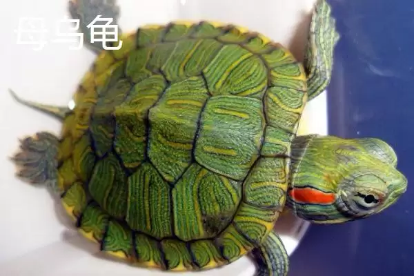 乌龟公母怎么区分?掌握乌龟公母区分技巧要知晓哪些从外观到行为的差异要点?插图2 乌龟公母怎么区分?掌握乌龟公母区分技巧要知晓哪些从外观到行为的差异要点?插图2