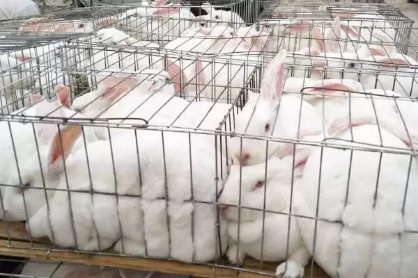 种兔挑选避坑指南：为何第一胎生下的仔兔不宜选？插图2