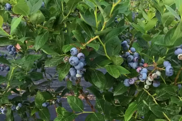 种植蓝莓的土壤配方和要点?种植蓝莓配土需掌握哪些关键?插图2 种植蓝莓的土壤配方和要点?种植蓝莓配土需掌握哪些关键?插图2