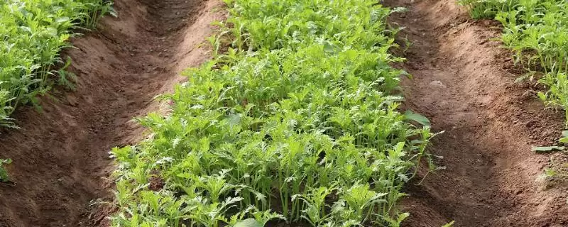 农村蔬菜种植前景优选：茼蒿、皇帝椒、马苋菜等的市场潜力-会东网