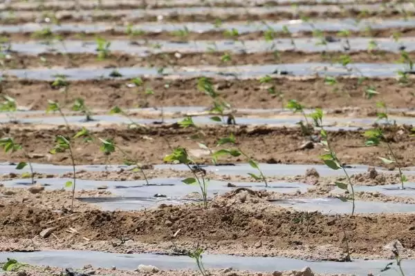 青椒种植方法全解:种子播种前晾晒1-2天的关键作用插图3 青椒种植方法全解:种子播种前晾晒1-2天的关键作用插图3