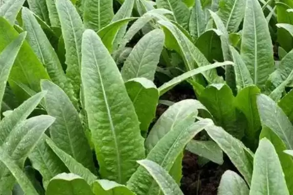 夏日蔬菜种植优选：豇豆、南瓜、丝瓜的清凉栽培法插图10