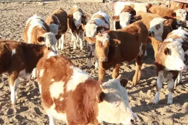 最佳犊牛肺炎治疗方法的要点和依据？治疗犊牛肺炎需注意什么？插图1