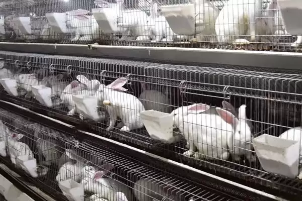 兔瘟是什么？认识兔瘟要了解哪些关键的兔类疾病特性和传播方式？插图1