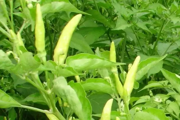 小米椒种植的方法和要点？种植小米椒要掌握哪些关键技术步骤？插图2