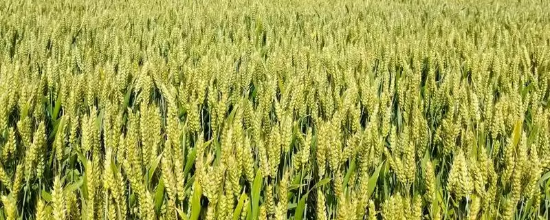 小麦选种的技巧和要点?小麦选种需掌握哪些关键方法?-会东网