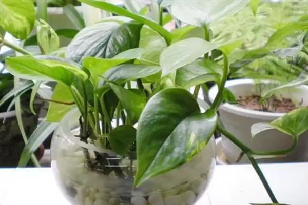 绿萝吊兰有什么作用 ,绿萝吊兰有哪些实用功能插图6 绿萝吊兰有什么作用 ,绿萝吊兰有哪些实用功能插图6