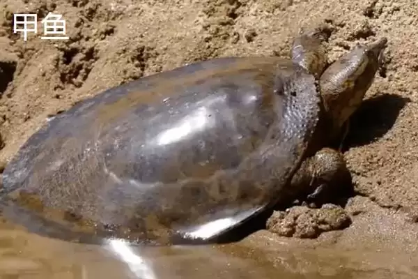 乌鳖是什么?认识乌鳖要了解哪些关键的生物分类、形态和习性要点?插图4 乌鳖是什么?认识乌鳖要了解哪些关键的生物分类、形态和习性要点?插图4