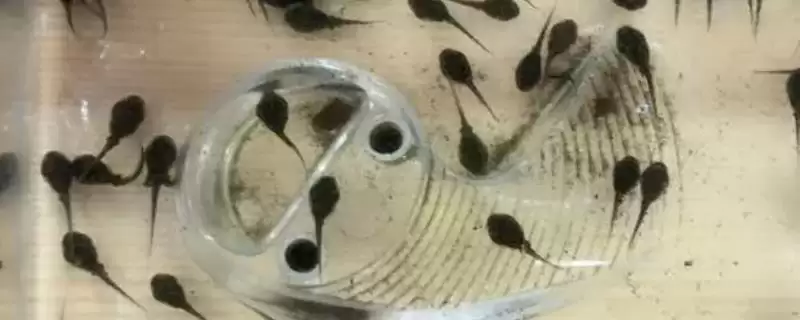 蝌蚪变青蛙的时间 ,蝌蚪变成青蛙一般需要多久呢？-会东网