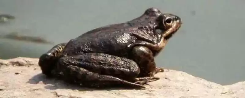 什么是雪蛤?了解雪蛤要知晓哪些关键的生物特性和药用价值?插图 什么是雪蛤?了解雪蛤要知晓哪些关键的生物特性和药用价值?插图