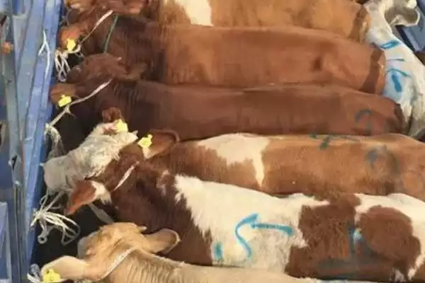 买牛有哪些注意事项 ,掌握哪些要点买牛不花冤枉钱插图2 买牛有哪些注意事项 ,掌握哪些要点买牛不花冤枉钱插图2