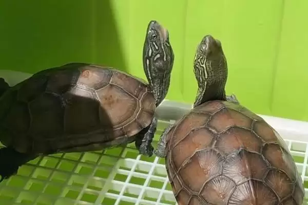 乌龟背上有黑点是怎么回事?探究乌龟背上黑点原因要考虑哪些乌龟健康和生长因素?插图2 乌龟背上有黑点是怎么回事?探究乌龟背上黑点原因要考虑哪些乌龟健康和生长因素?插图2