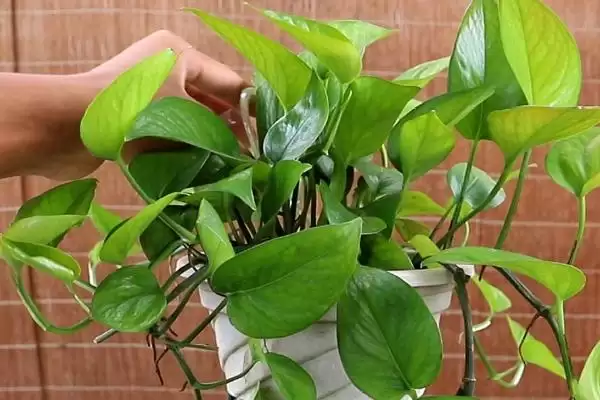 绿萝的浇水间隔一般是多久 ,绿萝通常隔几天浇一次水插图3 绿萝的浇水间隔一般是多久 ,绿萝通常隔几天浇一次水插图3