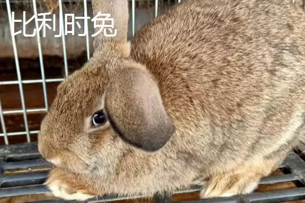 兔子的养殖品种?认识兔子养殖品种要了解哪些关键的品种分类和特性要点?插图2 兔子的养殖品种?认识兔子养殖品种要了解哪些关键的品种分类和特性要点?插图2